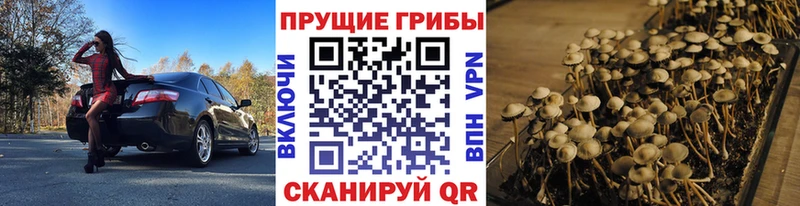 Псилоцибиновые грибы Psilocybe  Струнино 